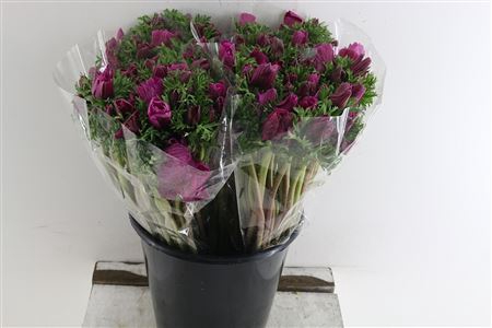 ANEM CO GALIL PURPER