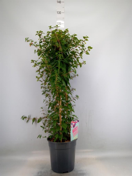 <h4>Fuchsia   ...</h4>