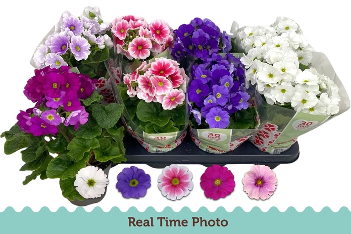 <h4>PRIM OB TM GEM</h4>