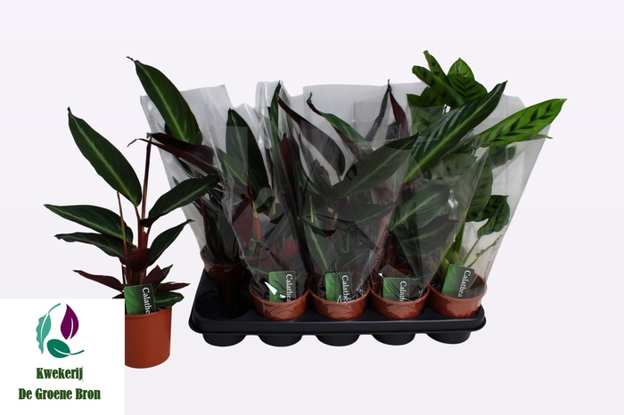 <h4>CALAT GEM 2 SRT</h4>