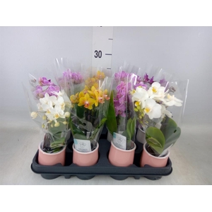 Phalaenopsis   ...mini