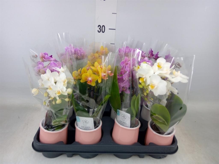 <h4>Phalaenopsis   ...mini</h4>