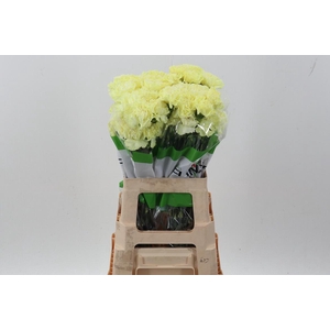 Di St Tinted Pastel Yellow