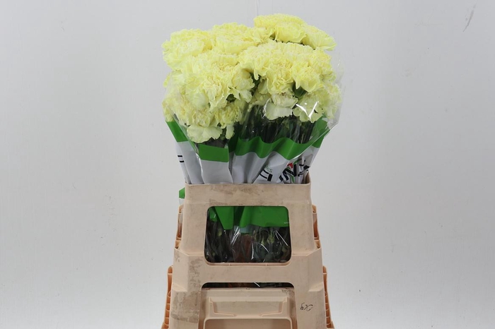 <h4>Di St Tinted Pastel Yellow</h4>