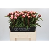 Paeonia Gardenia