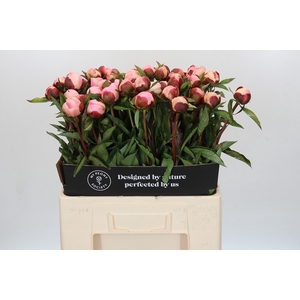 Paeonia Gardenia