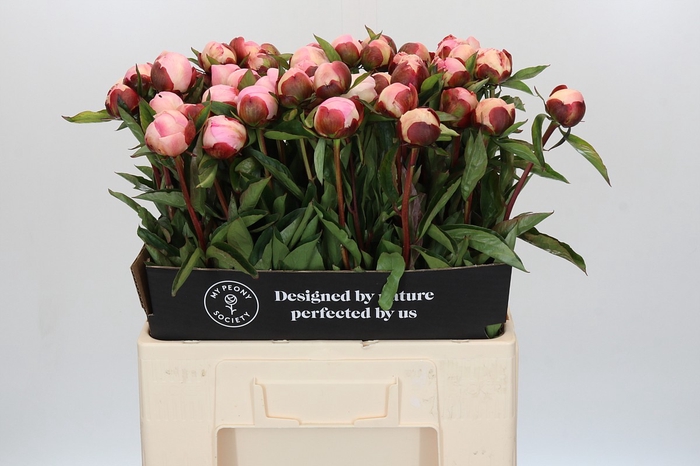<h4>Paeonia Gardenia</h4>