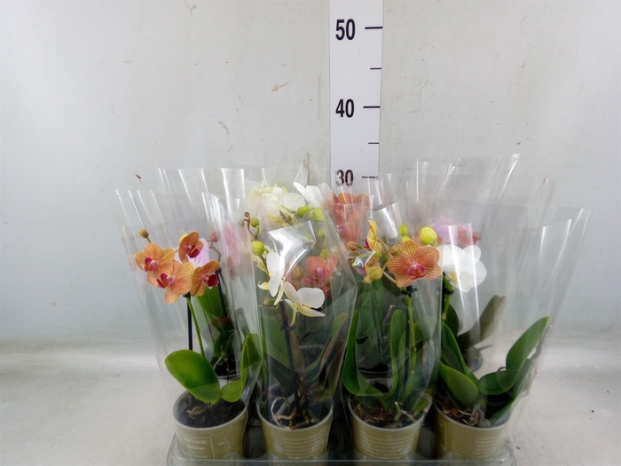 <h4>Phalaenopsis   ...mix</h4>