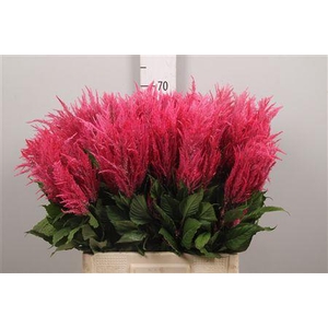 Cel P Royal Pink