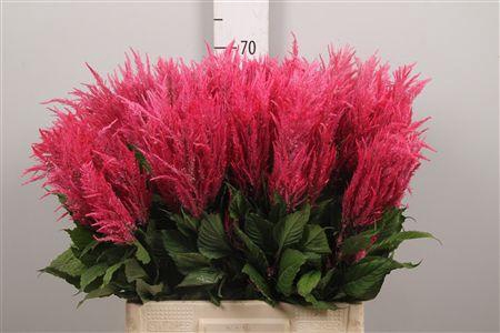 <h4>Cel P Royal Pink</h4>