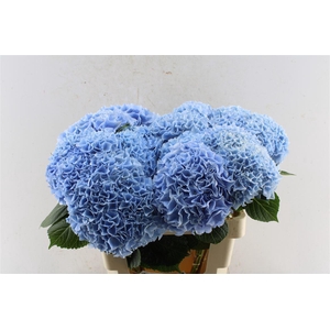 Hydr M Mag Pi Floy Blue