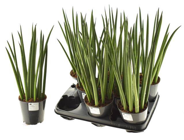 Sansevieria Megan 10,5Ø 38cm