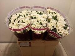 <h4>CHR SAN ROSSI WHITE</h4>