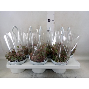 Ceropegia woodii ssp. woodii