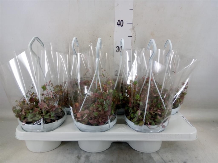 <h4>Ceropegia woodii ssp. woodii</h4>