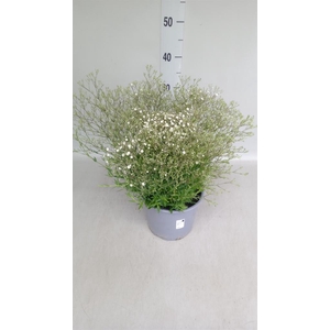 Gypsophila panic. 'Summer Sparkles'