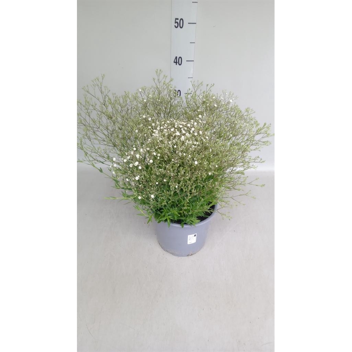 <h4>Gypsophila panic. 'Summer Sparkles'</h4>