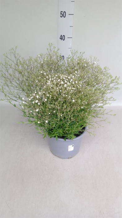 Gypsophila panic. 'Summer Sparkles'