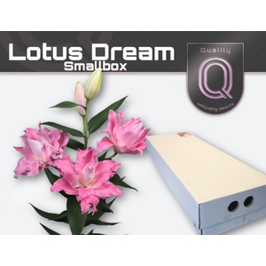 LI OR DU LOT DREAM FLORISTBOX 4+