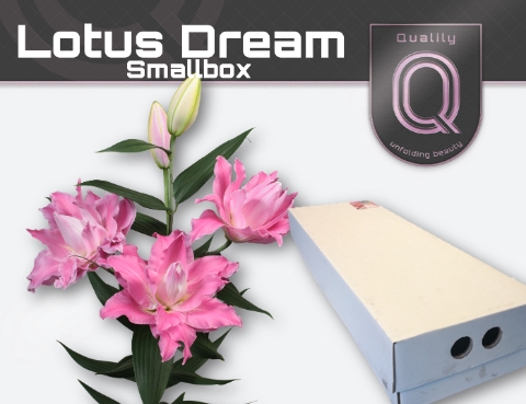 <h4>LI OR DU LOT DREAM FLORISTBOX 4+</h4>