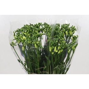 FREESIA ENK AMBIANCE