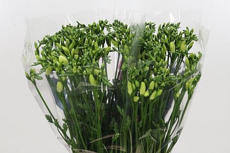 <h4>FREESIA ENK AMBIANCE</h4>