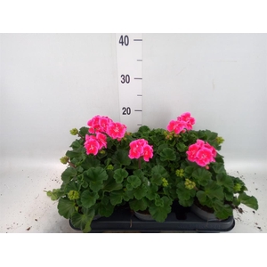Pelargonium zona.   ...F1