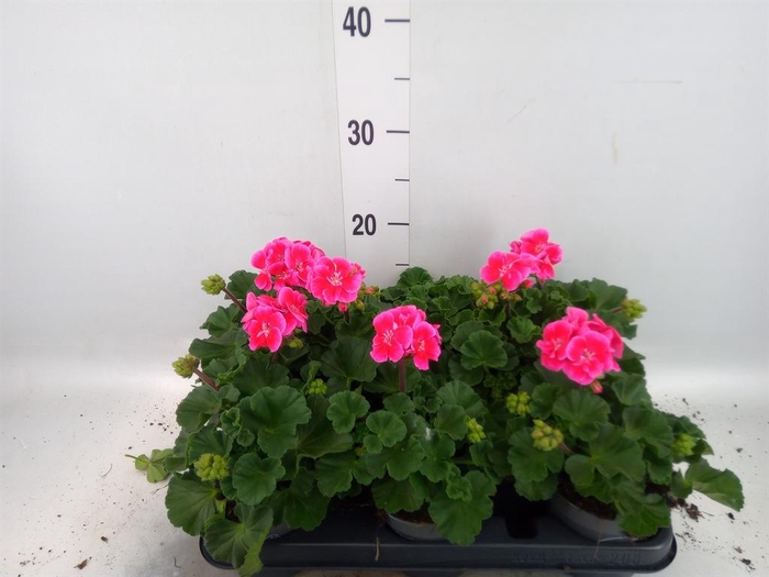 <h4>Pelargonium zona.   ...F1</h4>