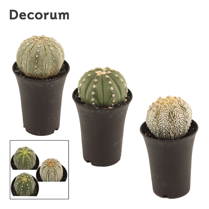 <h4>Astrophytum Asterias 11 cm Single (Decorum)</h4>