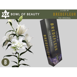 LI OR DU BO OF BEAUT 4+ QUALITY BOX