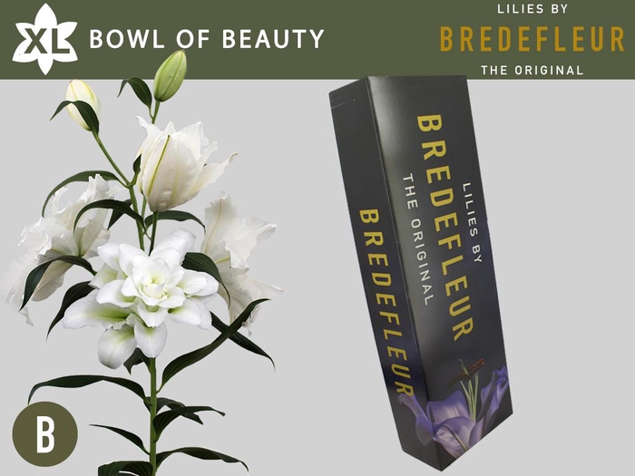 <h4>LI OR DU BO OF BEAUT QUALITY BOX 5+</h4>