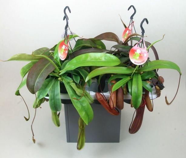 <h4>Nepenthes 'Gemengd'</h4>