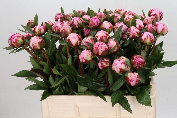 <h4>Paeonia Sarah Bernhardt</h4>