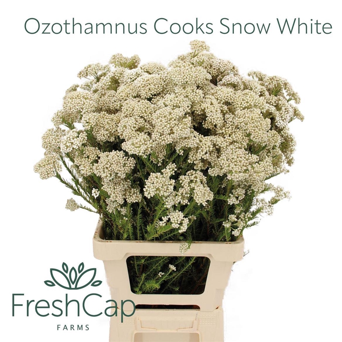 <h4>Ozothamnus Cooks Snow White</h4>