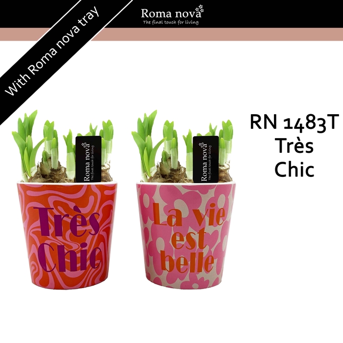 <h4>1483T - Très Chic (Tete a Tete)</h4>