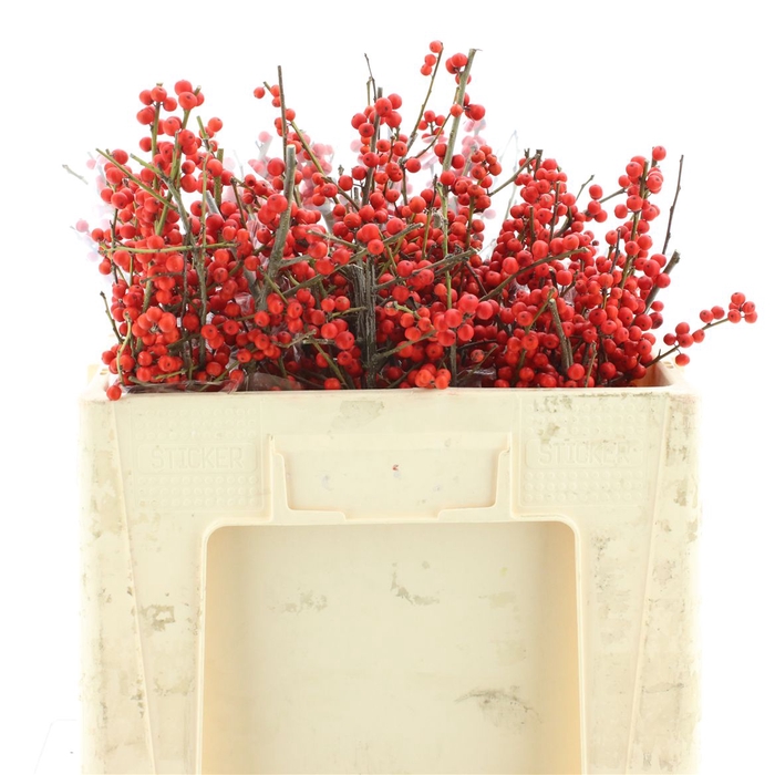 <h4>Ilex Ve Rode Bes A2</h4>