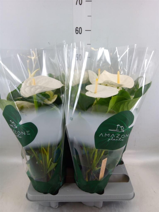 <h4>Anthurium andr. 'Samora'</h4>