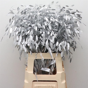 Chasmantium Klb Zilver