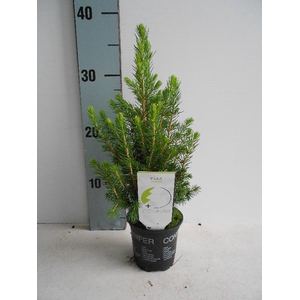 Picea Glauca Conica