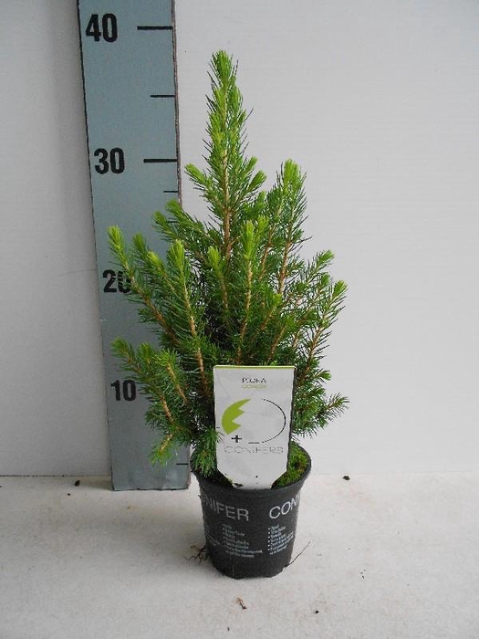 <h4>Picea Glauca Conica</h4>