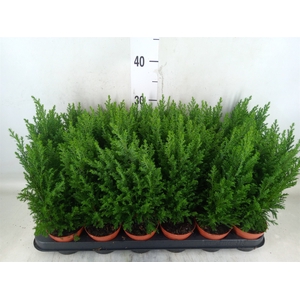 Chamaecyparis laws. 'Ellwoodii'