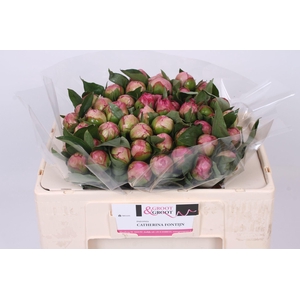 Paeonia Catherina Fontijn | Heavy Quality