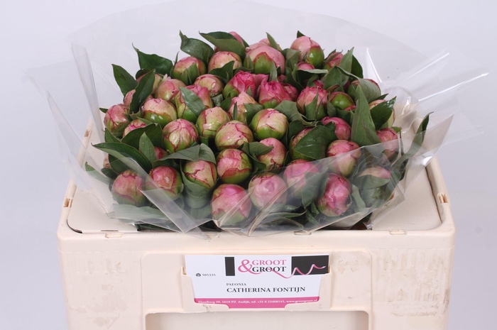 <h4>Paeonia Catherina Fontijn | Heavy Quality</h4>