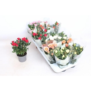 RO KORDANA GEM 5 SRT