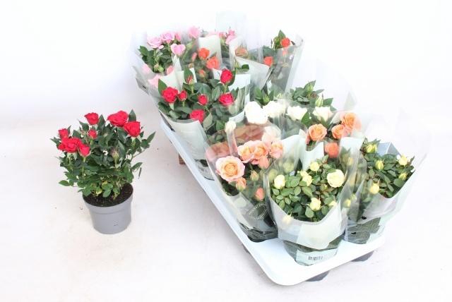 <h4>RO KORDANA GEM 5 SRT</h4>