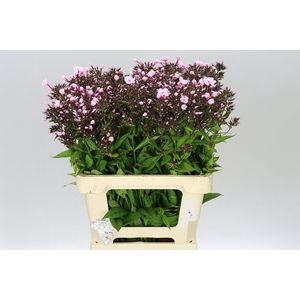 Phlox P Bright Eyes
