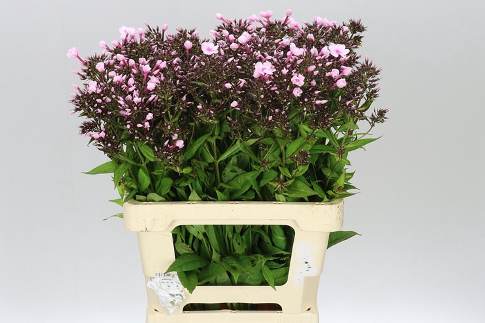 <h4>Phlox P Bright Eyes</h4>