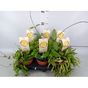 Hoya carnosa