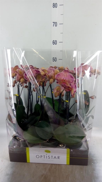<h4>Phalaenopsis   ...red</h4>