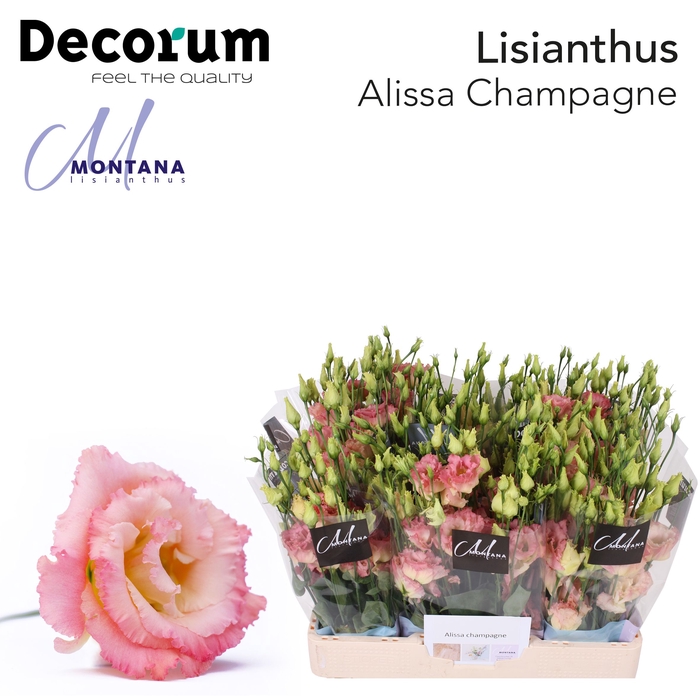 <h4>Lisianthus Alissa champagne 60cm</h4>